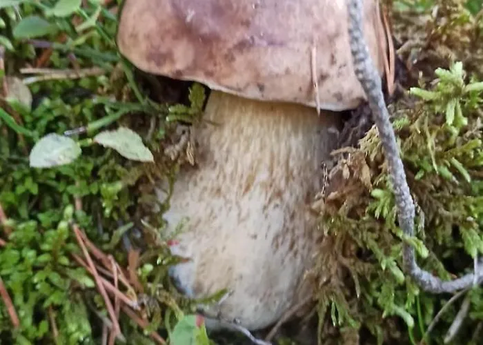 El Paller Mas Vidalou Céret